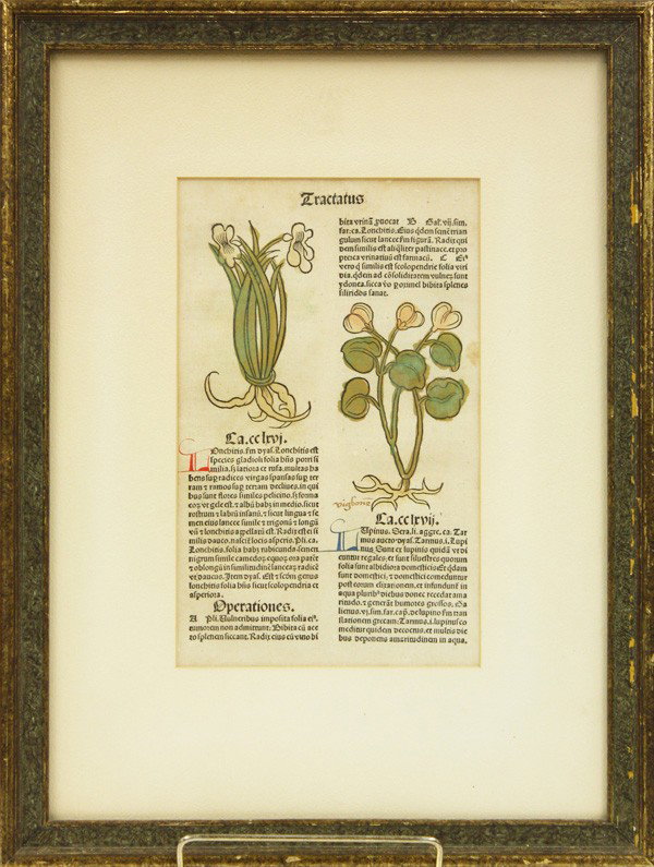 Illustrated leaf from Hortus Sanitatis: Hand colored illustrated 1491 leaf from 'Hortus Sanitatis' (The Garden of Health), Mainz: Jacob Meydenbach, with plant woodblocks, sight: 10''h x 6''w, overall 17.5''h x 13''w