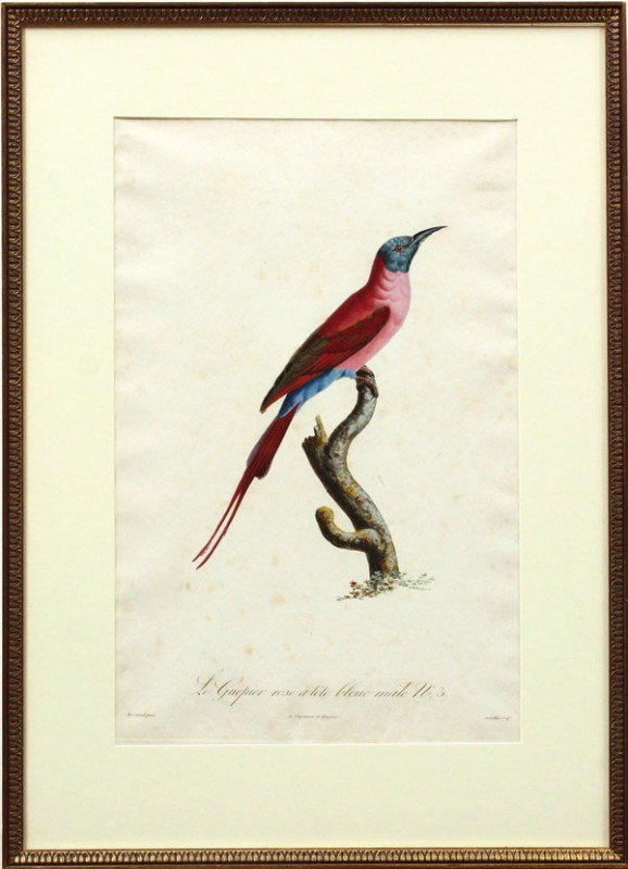 Color Etchings, Jacques Barraband, Exotic Birds: (Lot of 2) Framed hand colored etchings, ''Le Guepier Rose a Tete Bleue Male No. 3'' and ''Le Promerar Male No. 8'', by Jacques Barraband (French, 1767-1809), signed on plate ''Barraband Pinxit'' lowe