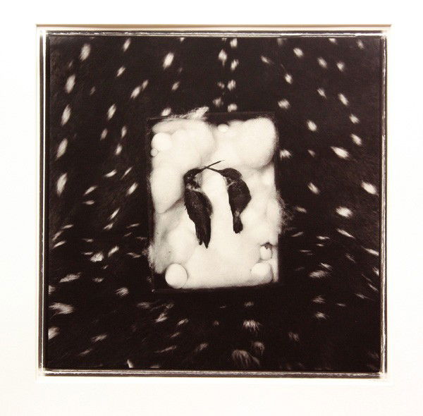 Photograph, Keith Carter, Hummingbirds: Unframed gelatin silver print, Hummingbirds, 1988, by Keith Carter (American, b.1948), signed in pencil ''Carter'' lower right, overall: 15.3''h x 15.3''w