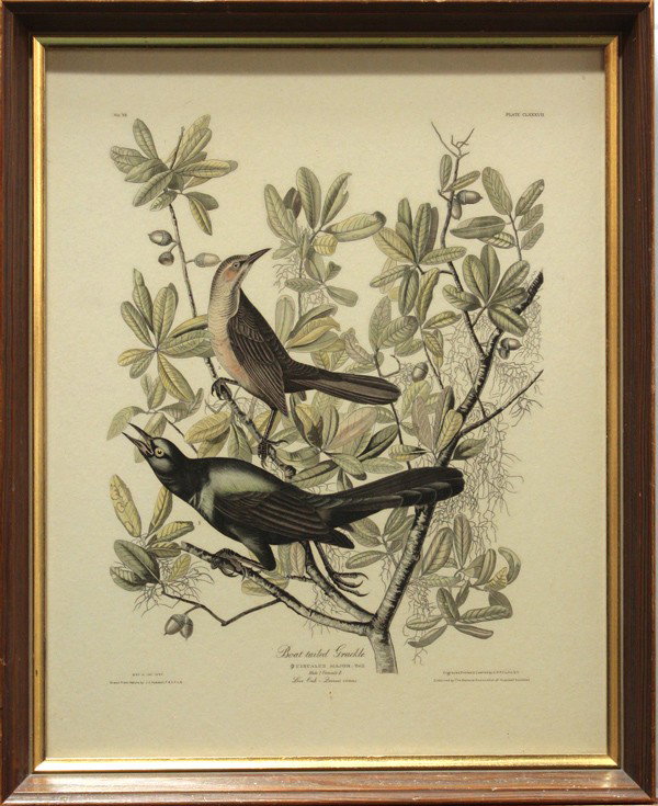 Color lithographs, after Audubon, 1837: (Lot of 2) Framed color lithographs, Common Buzzard, after John James Audubon (1785-1851), ''Drawn from Nature by J.J. Audobon F.R.S.F.L.S.'' in the plate lower left, and ''Engraved, Printed and colou