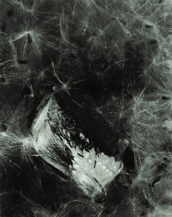 Photograph, Imogen Cunningham, Exploding Seed Pod: Framed gelatin silver print, ''Exploding Seed Pod,'' 1956, by Imogen Cunningham (Californian, 1883-1976), signed and dated in pencil ''Imogen Cunningham 1956'' lower right, title label affixed verso.