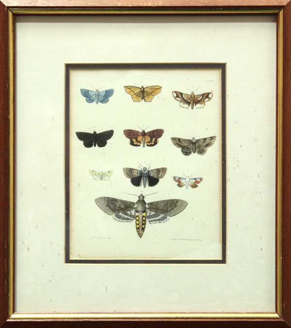 Prints, Butterflies: (Lot of 2) Framed hand-colored lithographs, Butterflies, by E. Emmons Jr. del, after the lithography of Richard H. Pease (American, 1813-1869), publication line below images, largest overall: 17.5''h 