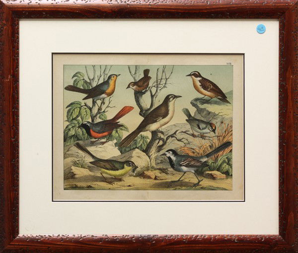 Lithograph Bookplates, Schwimmvogel, Birds: Set of four framed lithograph bookplates with pochoir, ''Schwimmvogel,'' German School, 19th century, plate number present in upper right corner of each image, overall: 21''h x 24''w each