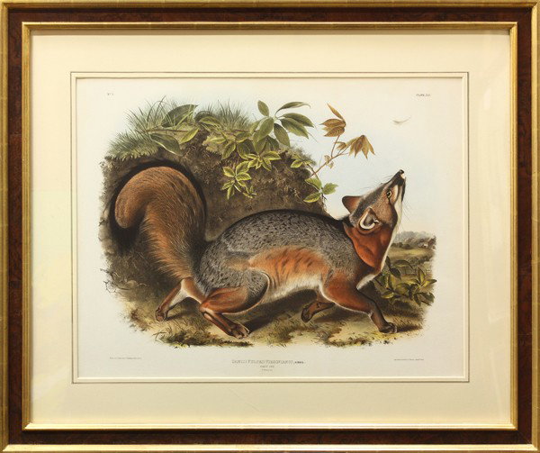 Print, after John James Audubon, Grey Fox: Framed print, ''Grey Fox,'' after John James Audubon (American, 1785-1851), from the Oppenheimer Field Museum Edition, blindstamps at bottom edge, overall: 31.5''h x 37''w