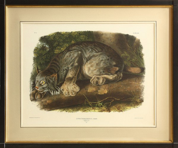 Print, After John James Audubon, Canada Lynx: Framed print, ''Canada Lynx,'' after John James Audubon (American, 1785-1851), from the Oppenheimer Field Museum Edition, blindstamps at bottom edge, overall: 30.25''h x 36''w