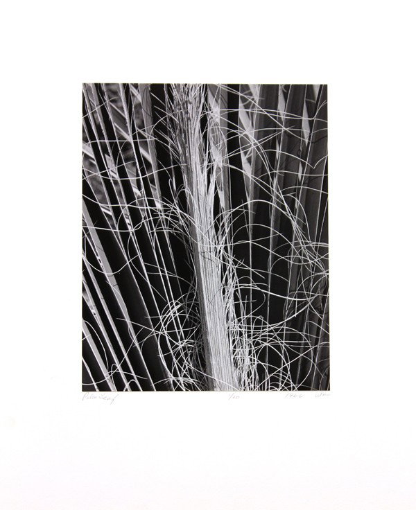 Photograph, William Webb, Palm Leaf: Unframed gelatin silver print, ''Palm Leaf,'' 1966, by William Webb (Californian, 20th century), initialed and dated in pencil ''WM 1966'' lower right, edition 1/20, titled in pencil lower left, print