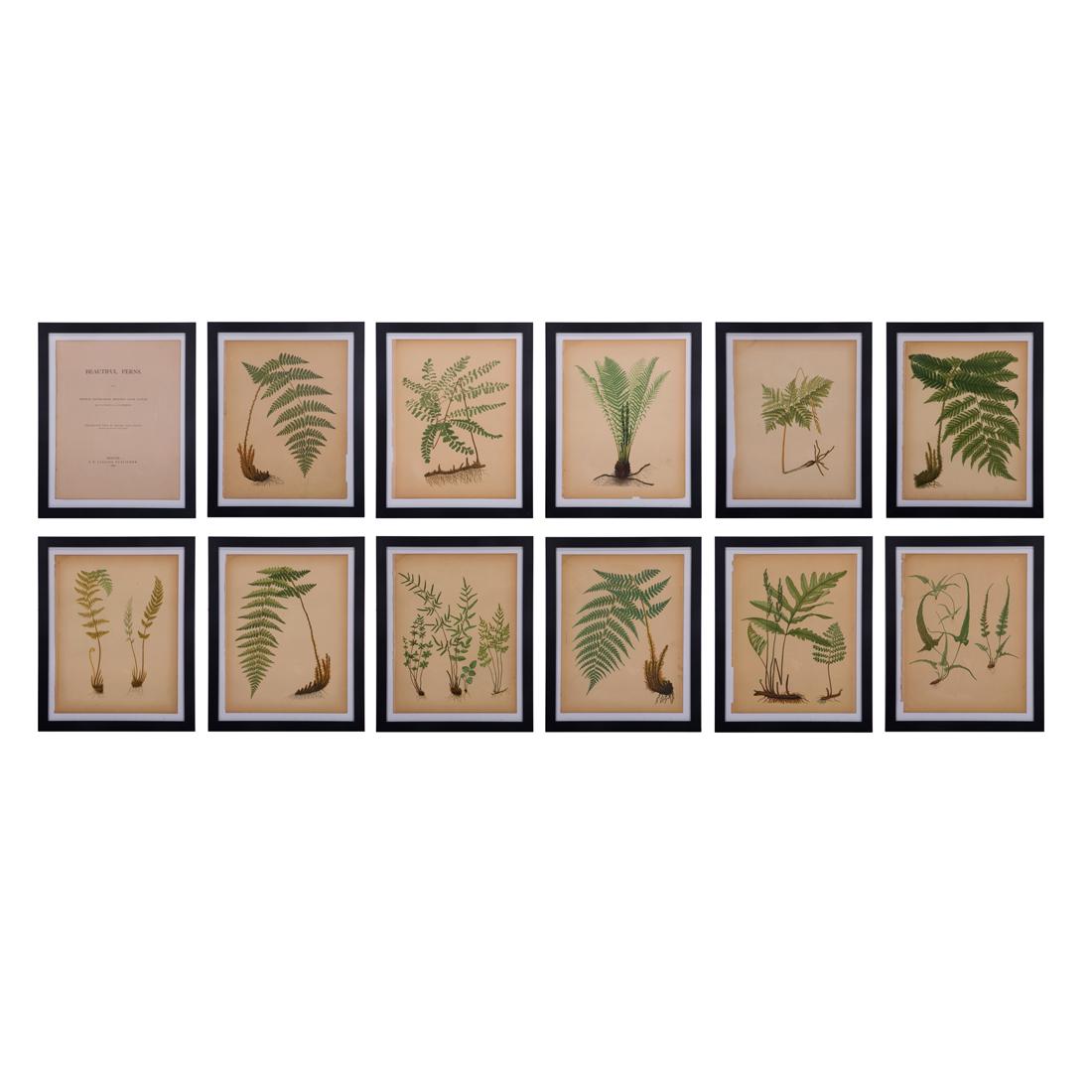 (Lot of 11) Botanical bookplates of ferns dated 1882 (1 of 5)