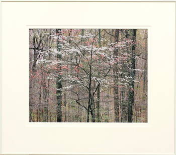 Photograph, Christopher Burkett: Framed color cibachrome print, ''Pink and White Dogwoods, Kentucky,'' 1991, by Christopher Burkett (American, b. 1951), signed in pencil ''Christopher Burkett'' lower right (on matt), titled and dated