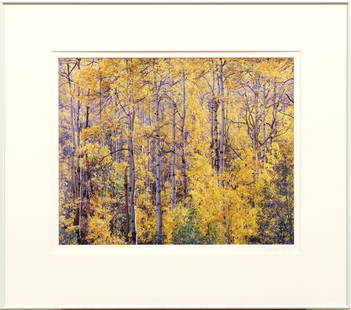 Photograph, Christopher Burkett: Framed color cibachrome print, ''Golden Aspen and Afternoon Sunlight,'' 2000, by Christopher Burkett (American, b. 1951), signed in pencil ''Christopher Burkett'' lower right (on matt), titled and dat