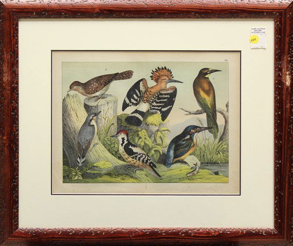 Lithograph Bookplates, Schwimmvogel, Birds: Set of four framed lithograph bookplates with pochoir, ''Schwimmvogel,'' German School, 19th century, plate number present in upper right corner of each image, overall: 21''h x 24''w each