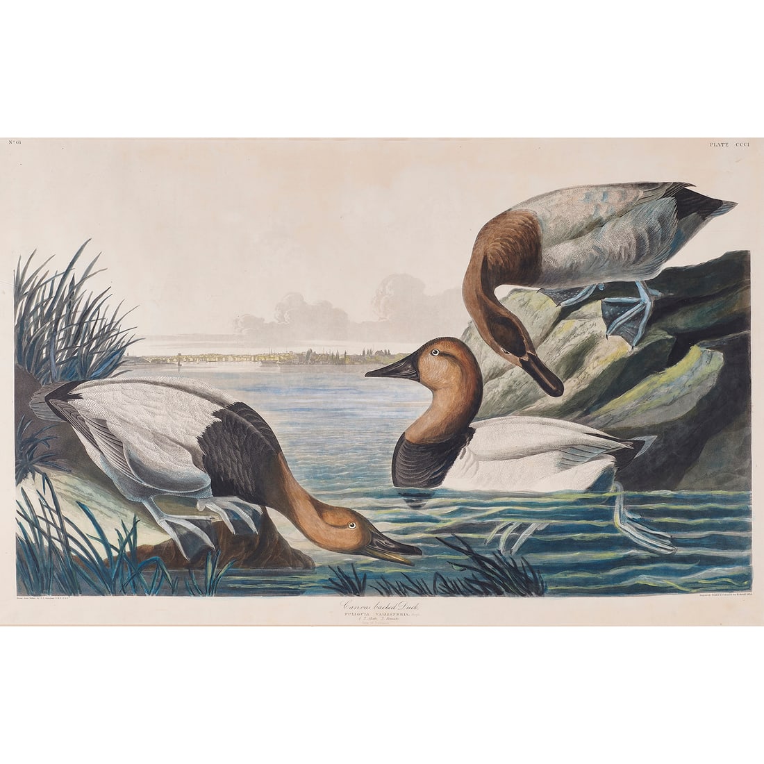 Print, John James Audubon Auction