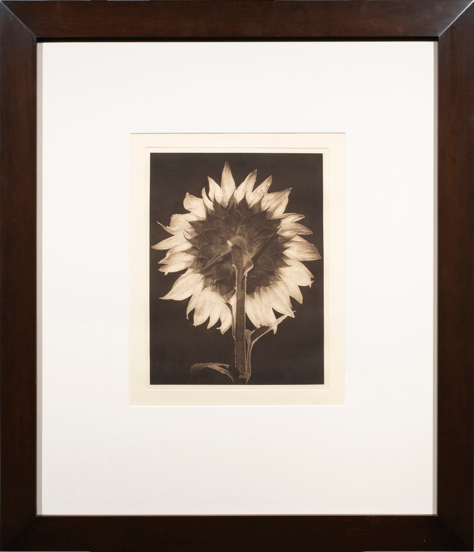 Photogravure, Willis F. Lee: Willis F. Lee (American, b. 1948), Sunflower, 1990, photogravure, pencil signed and dated verso, edition 33/36, gallery label (Ira Wolk, Helena, CA) affixed verso, overall (with frame): 34.5"h x 30"w