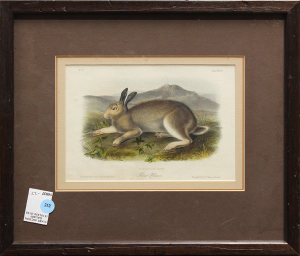 Lithograph, After Audubon, Polar Hare: Framed hand colored lithograph, ''Polar Hare,'' after John James Audubon, by R. Trembly, printed by Bowen, Philadelphia, overall: 13.5''h x 16''w