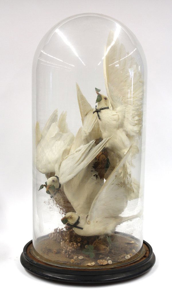 Victorian taxidermy bird group: Victorian taxidermy bird group, circa 1880, the original glass dome above the five doves set amidst a tree branch, each depicted with outstretched wings and carrying twigs, the base with applied flowe