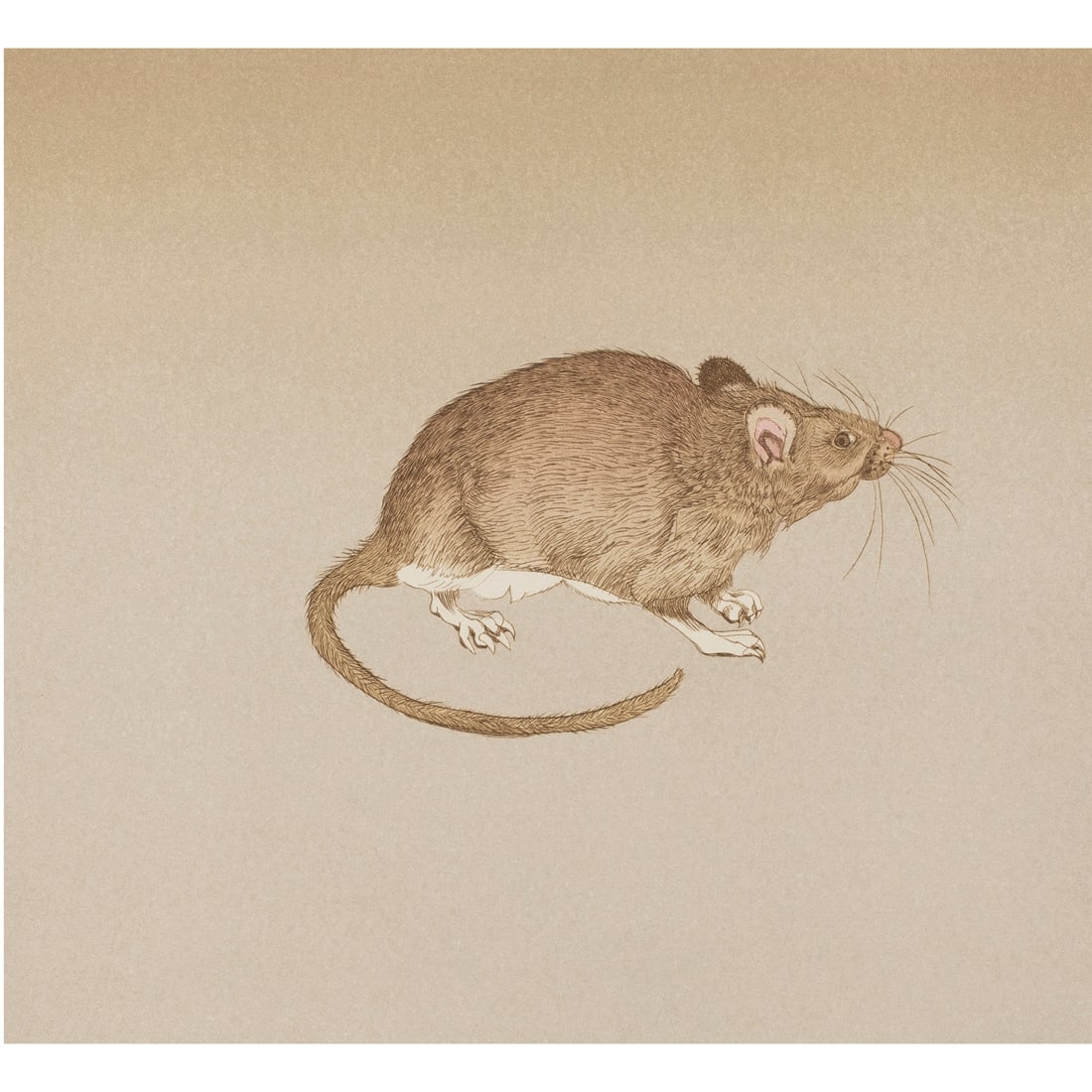 Print, Beth Van Hoesen: Beth Van Hoesen (American, 1926-2010), "Olivia Brown Rat," 1981, etching with aquatint, pencil signed and dated lower right, edition PP IV/IV, blind stamps lower right and left, sheet (unframed): 25.5