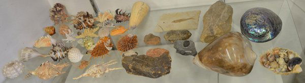 Seashells and sea life: (lot of 25) Collection of Gastropod seashells and fossilized sea life including sea fans, Lightning Whelk, Lace & Apple Murex, trilobites, starfish, abalone