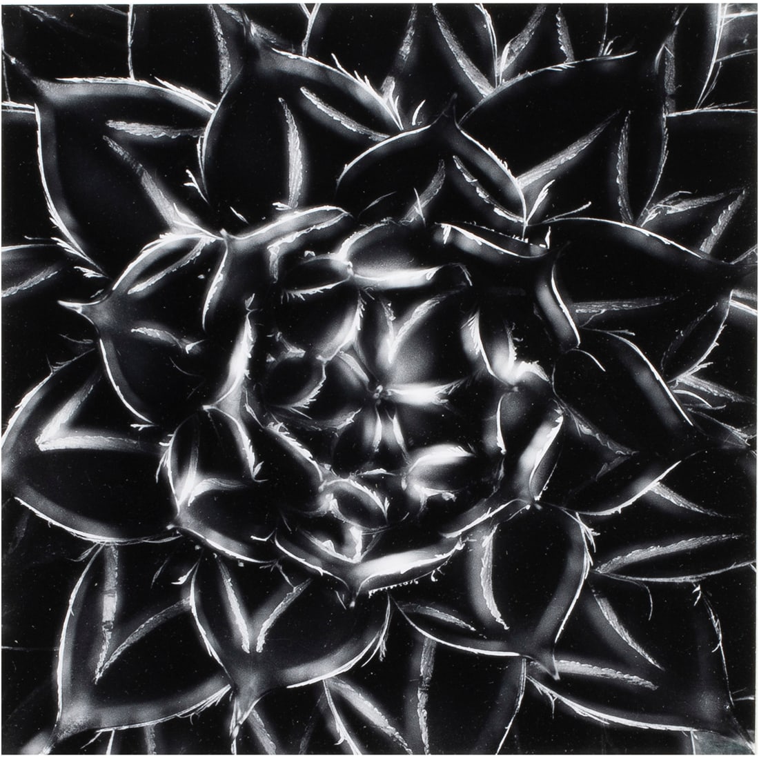 Photograph, Don Worth (1 of 5)