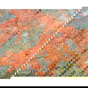 Photograph, Christopher Burkett: Christopher Burkett (American, b. 1951), "Pastel Orange Maple, Kentucky," cibachrome print, pencil signed lower right on mat, sight: 23"h x 18"w, overall (with frame): 32.25"h x 36"w