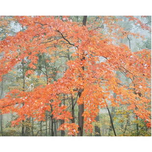 Photograph, Christopher Burkett: Christopher Burkett (American, b. 1951), "Pastel Orange Maple, Kentucky," cibachrome print, pencil signed lower right on mat, sight: 23"h x 18"w, overall (with frame): 32.25"h x 36"w