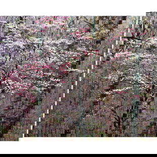 Photograph, Christopher Burkett: Christopher Burkett (American, b. 1951), "Pink and White Dogwoods, Kentucky," cibachrome print, pencil signed lower right on mat, sight: 23"h x 18"w, overall (with frame): 38.5"h x 32"w