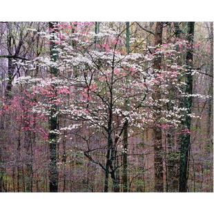 Photograph, Christopher Burkett: Christopher Burkett (American, b. 1951), "Pink and White Dogwoods, Kentucky," cibachrome print, pencil signed lower right on mat, sight: 23"h x 18"w, overall (with frame): 38.5"h x 32"w