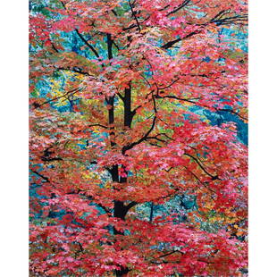 Photograph, Christopher Burkett: Christopher Burkett (American, b. 1951), "Young Red Maple," cibachrome print, pencil signed lower right on mat, sight: 23"h x 18"w, overall (with frame): 38.5"h x 32"w