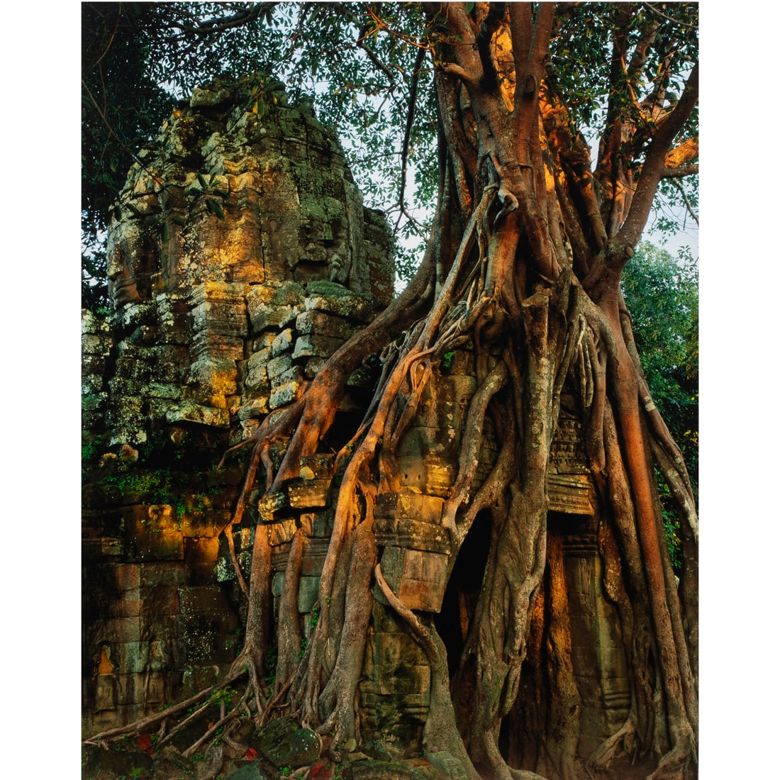 Photograph, Kenneth Parker: Kenneth Parker (American, 20th/21st century), "Ficus and East Entry Tower," chromogenic print, pencil signed lower right, image: 30"h x 23.5"w, overall (with frame): 40"h x 43"w