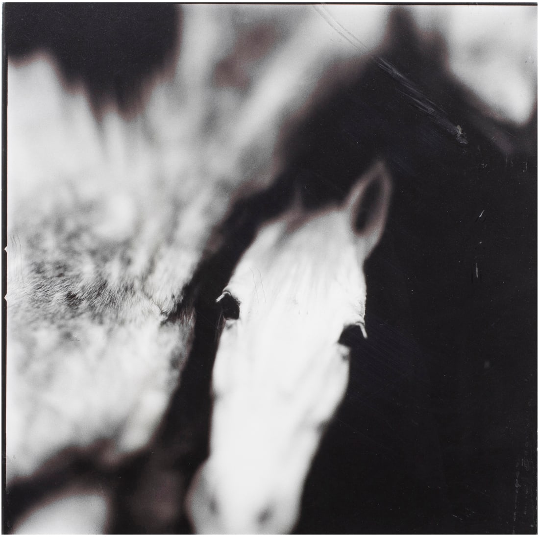 Photograph, Keith Carter: Keith Carter (Amerrican, b. 1948), "Bella (1998)," split-toned gelatin silver print, artist's title label affixed verso, edition 11/50, later printing (2000), image: 15"h x 15"w, overall (with frame):