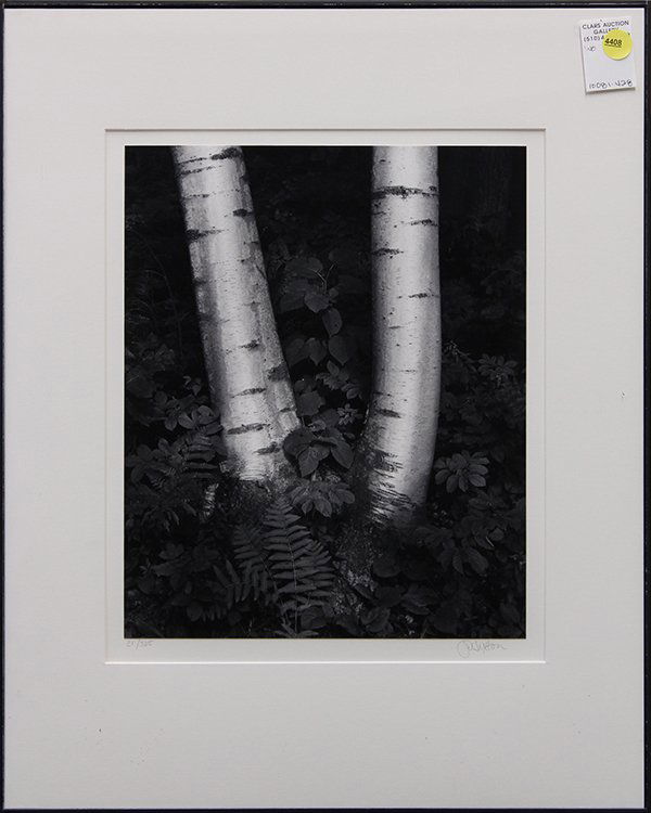 Photograph, John Sexton, Birch Trunks: Framed gelatin silver print, ''Birch Trunks, New Hampshire,'' by John Sexton (American, b. 1953), pencil signed and numbered edition of 325 within lower margin, bears artist's stamp verso, overall: 20