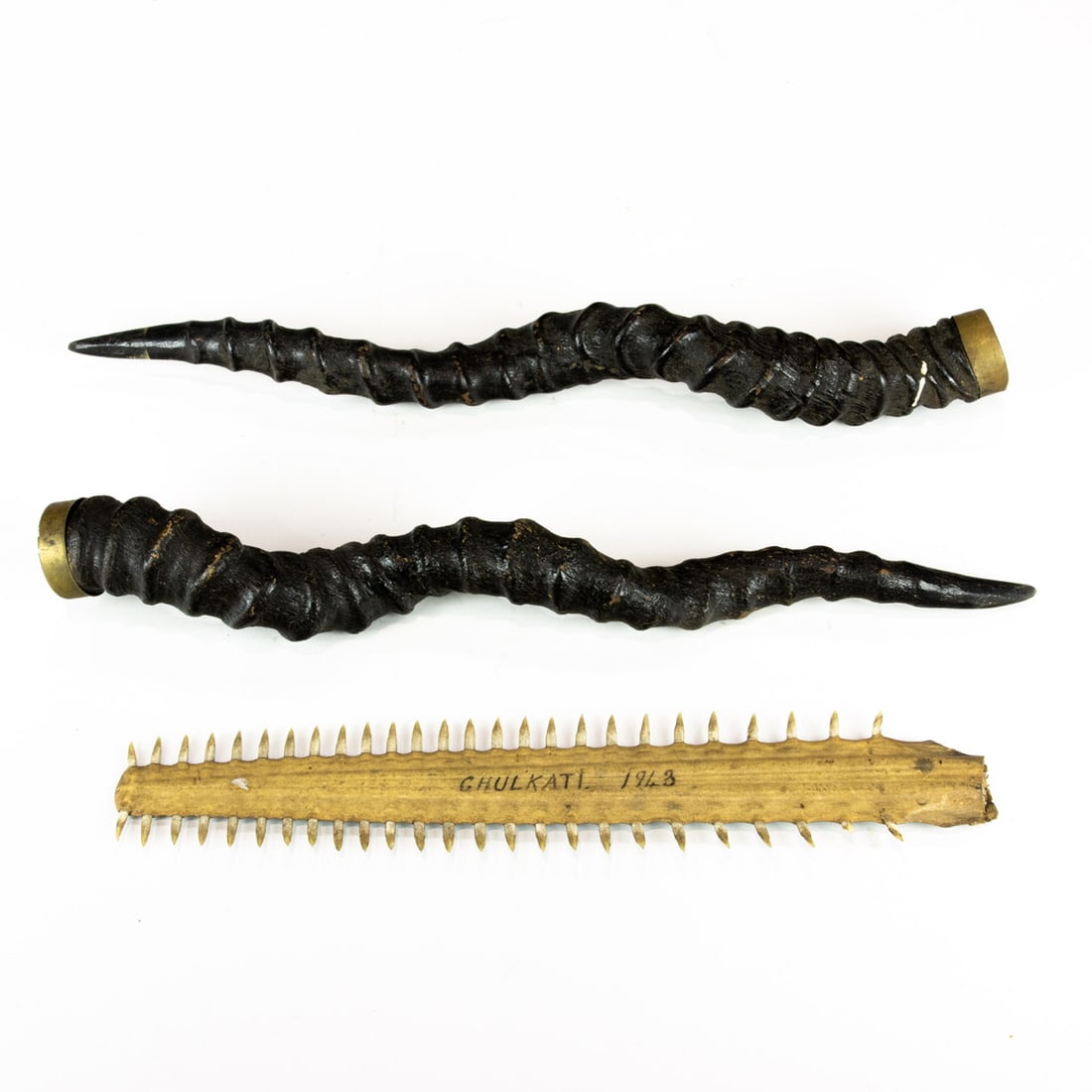 A sawfish rostrum (1 of 1)