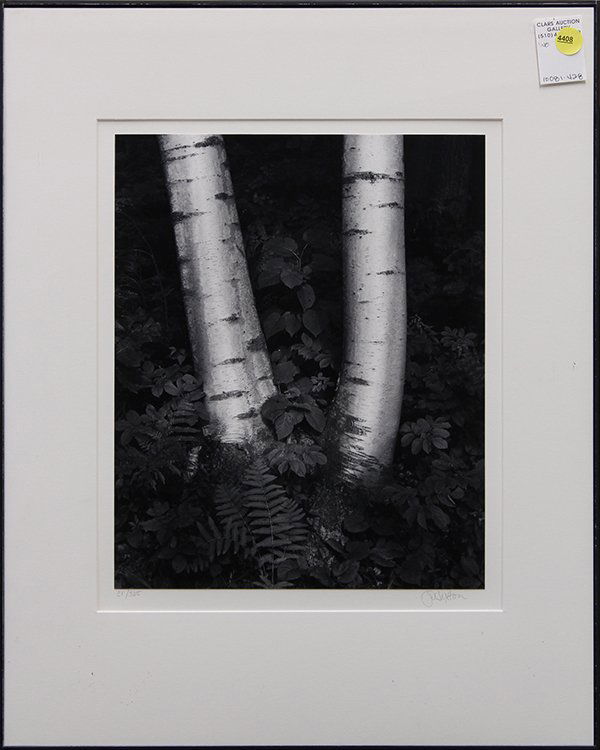 Photograph, John Sexton, Birch Trunks: Framed gelatin silver print, ''Birch Trunks, New Hampshire,'' by John Sexton (American, b. 1953), pencil signed and numbered edition of 325 within lower margin, bears artist's stamp verso, overall: 20