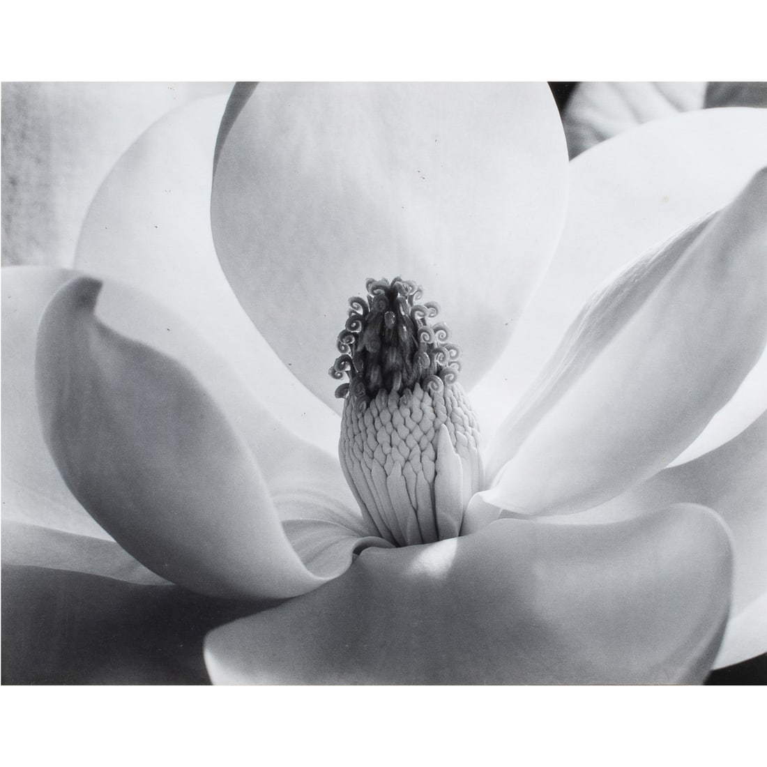 Photograph, Imogen Cunningham (1 of 5)
