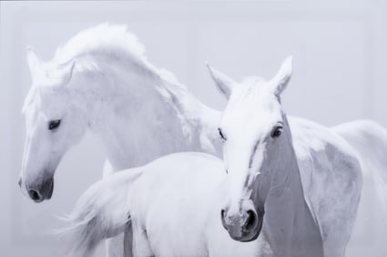Photograph, Beth Brancale