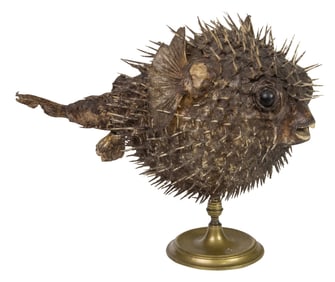 A taxidermy model of a puffer fish on separate brass stand