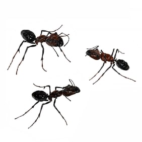 A group of three composition models of ants with wire armature