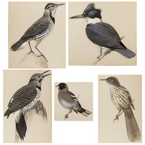 Works on paper, Attributed to Roger Tory Peterson