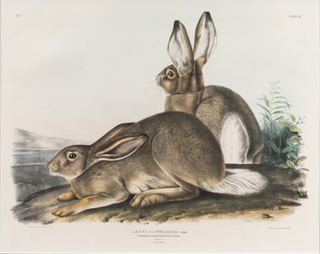 Print, After John James Audubon