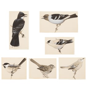 Bird illustrations, Attributed to Roger Tory Peterson