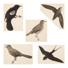 Bird illustrations, Attributed to Roger Tory Peterson