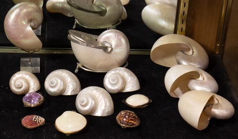 A group of nine polished nautilus and turbo shells and five shell form trinket boxes