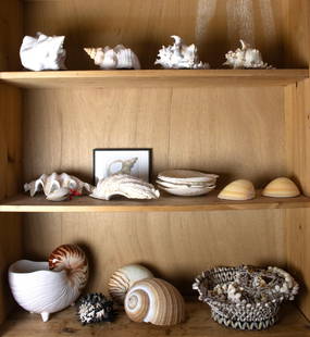 Three shelves of various shells: Three shelves of various shells, together with a Fitz & Floyd ceramic shell jardiniere