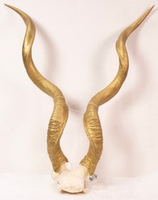 A pair of wall mount Kudu horns with gilt finish
