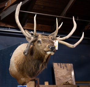 A taxidermied elk shoulder trophy mount
