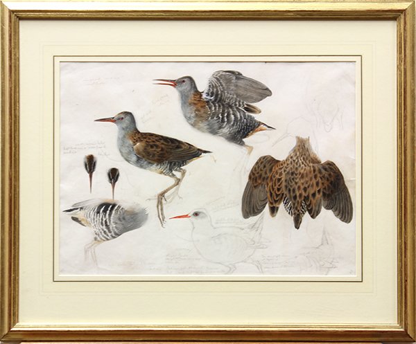 Mildred Eldridge, Watercolor and pencil: Mildred Eldridge (British, 1901-1991), "Studies of a Water Rail Drawn at Aberdaron," 1971, watercolor and pencil, signed lower right, dated lower left, gallery title label (Abbott and Holder, London) 