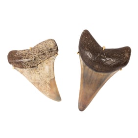 (lot of 2) Fossil shark teeth with 14k gold mountings