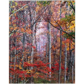 Photograph, Christopher Burkett