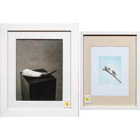 Photographs, Untitleds (Zebra Finches and Horn)