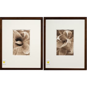 Photographs, Succulents