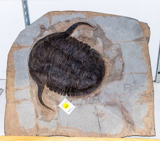 A fossil plate and a Cambrian trilobite fossil