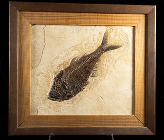 A large framed fossilized fish plate